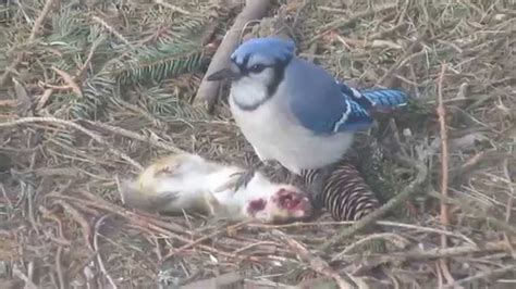 do blue jays eat other birds babies